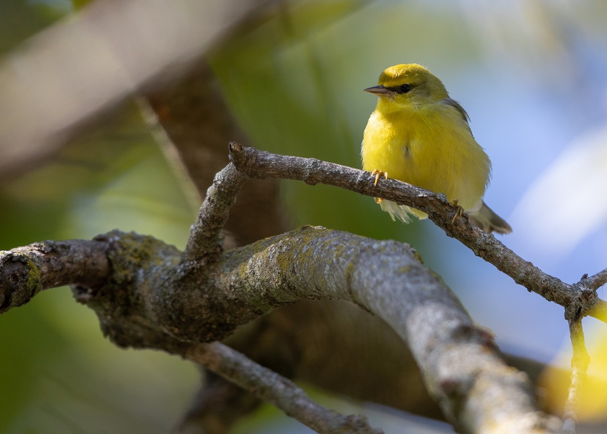 Blue-winged Warbler - ML646668193