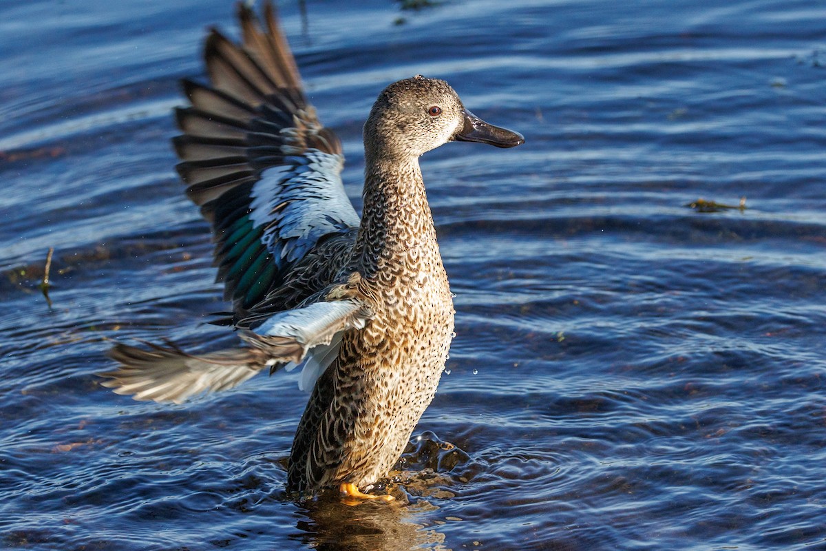 Blue-winged Teal - ML646668196