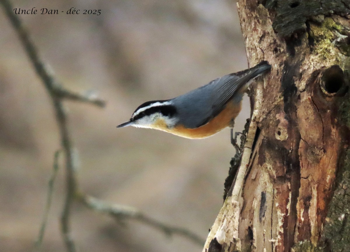 Trepador Canadiense - ML646668197