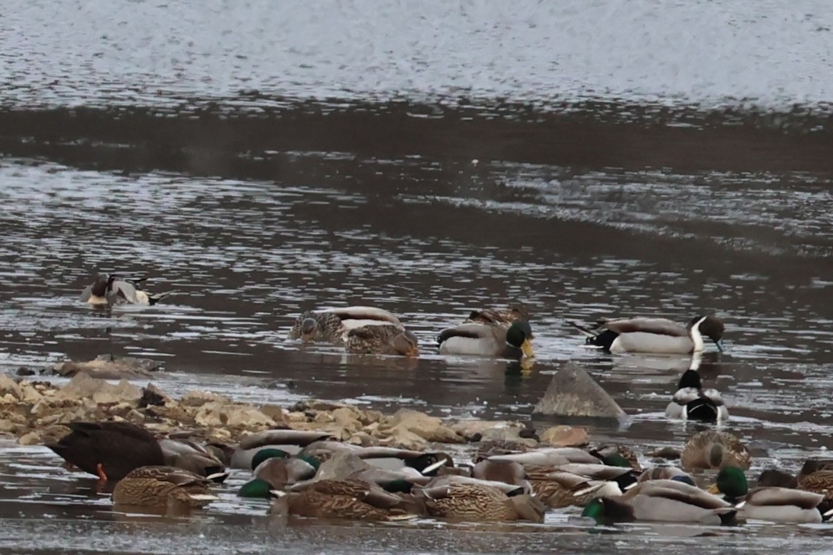 Spießente - ML646668198