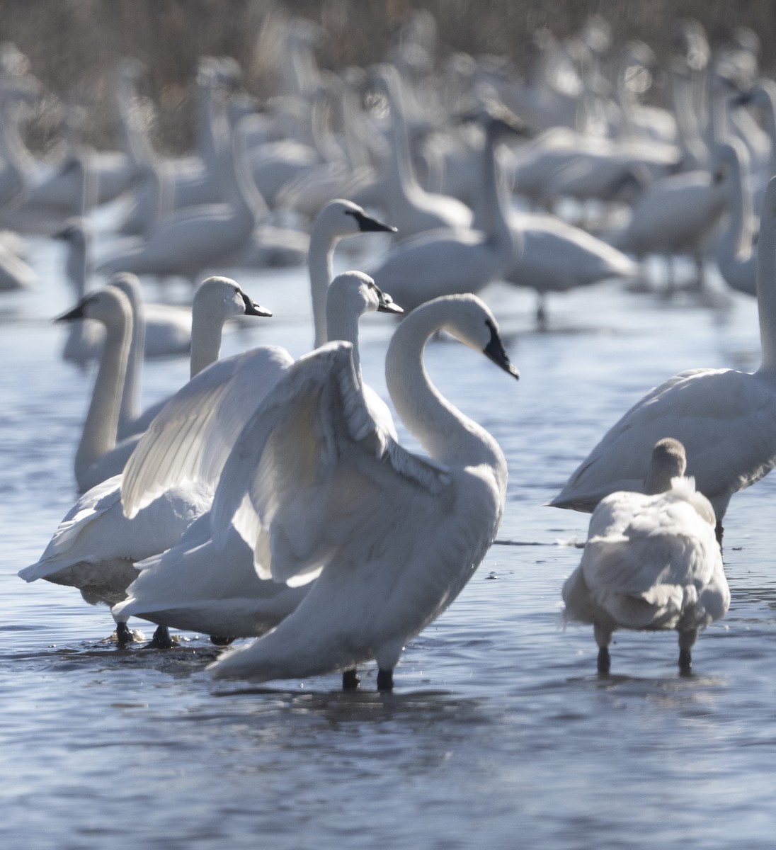 Tundra Swan - ML646668205