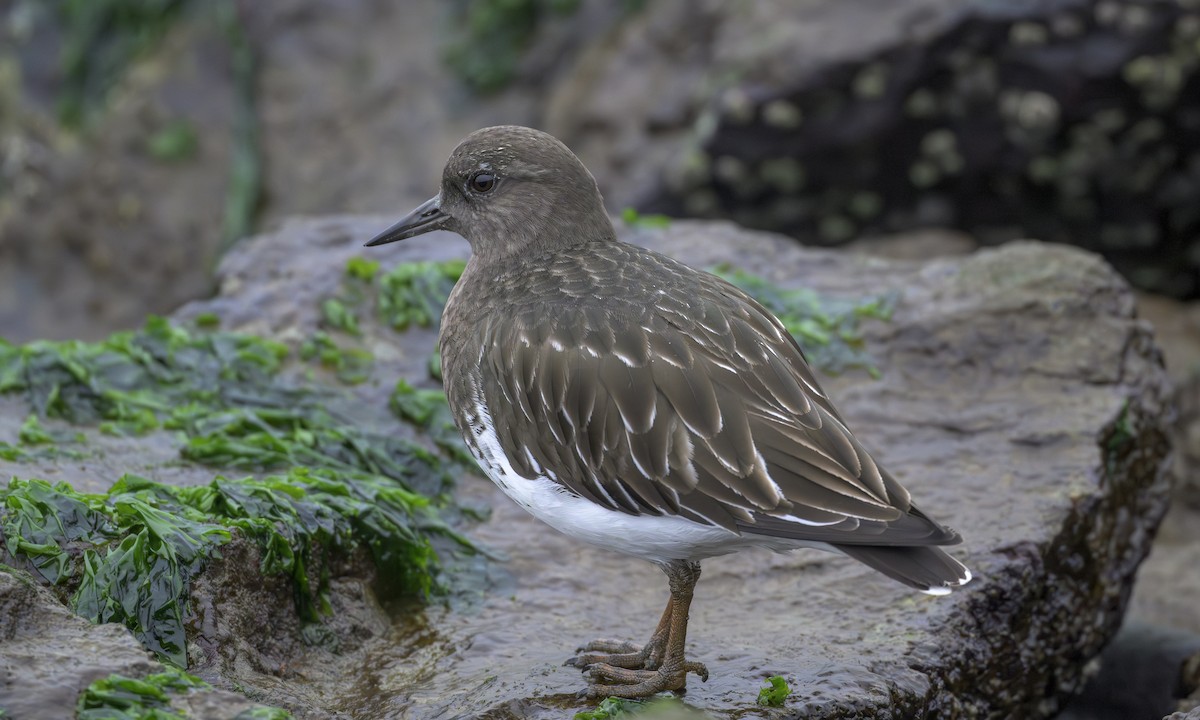 Schwarzkopf-Steinwälzer - ML646668207