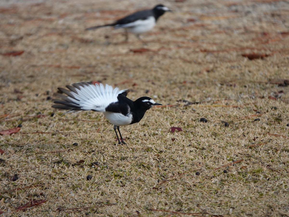Japanese Wagtail - ML646668209