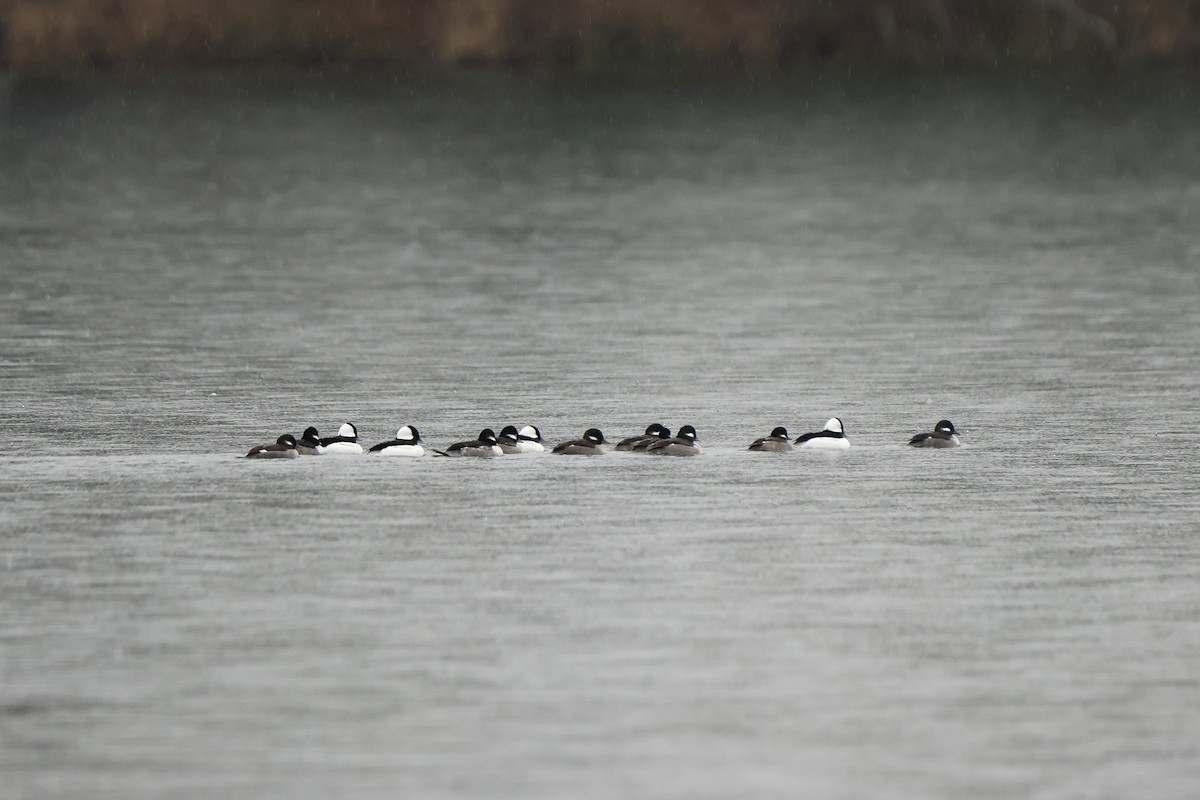 Petit Garrot - ML646668210