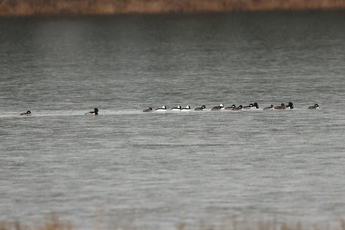 Petit Garrot - ML646668211