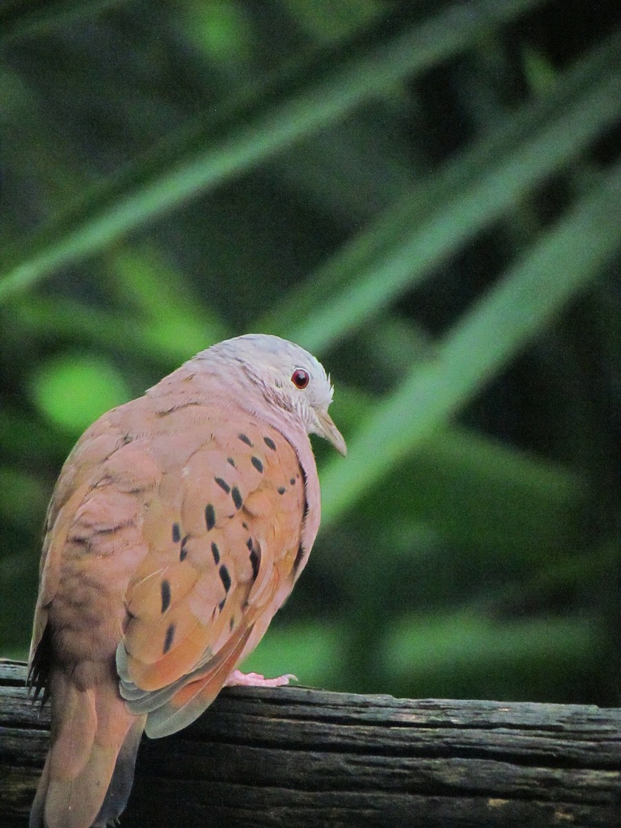 Ruddy Ground Dove - ML646668212