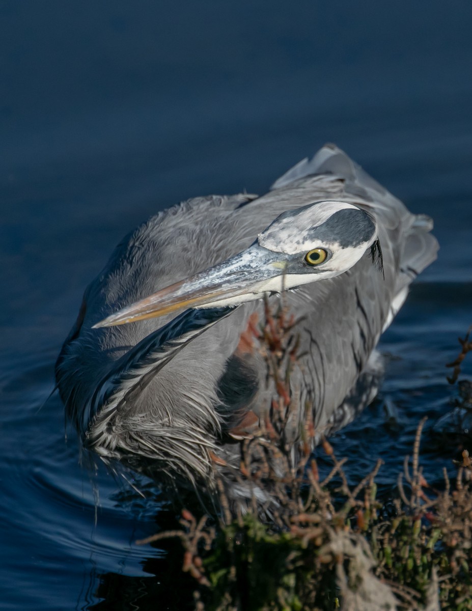 Great Blue Heron - ML646668216