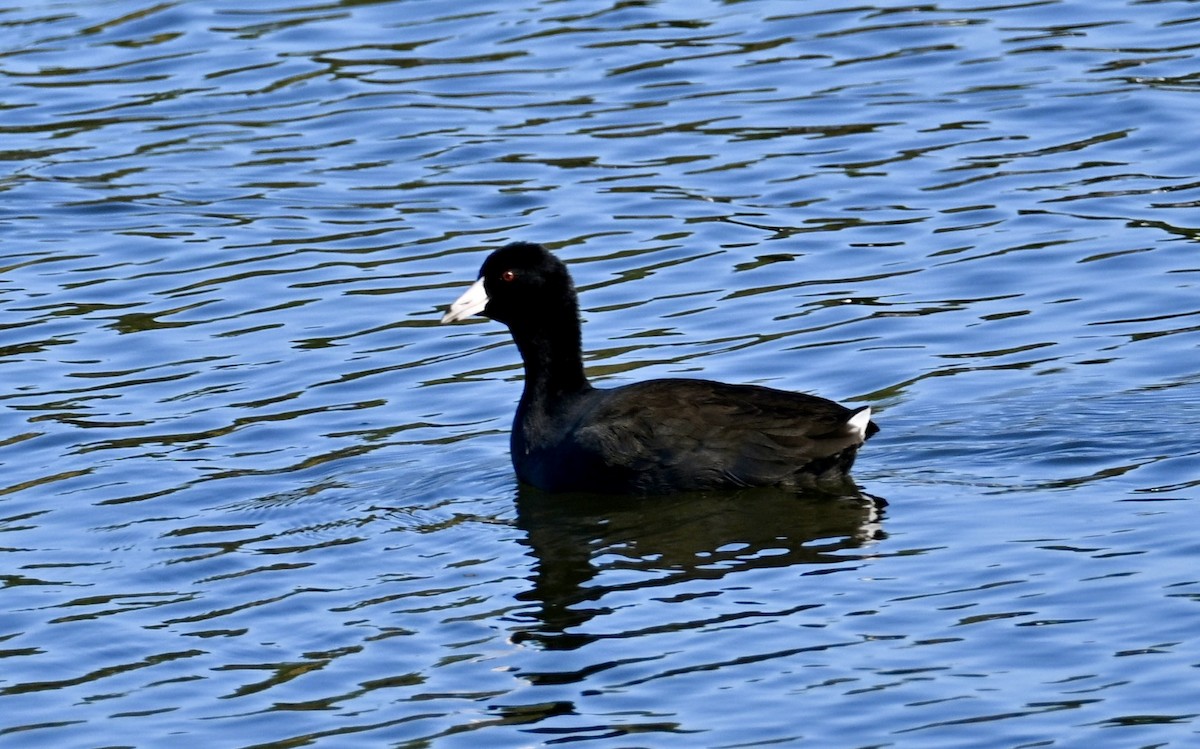 American Coot - ML646668218