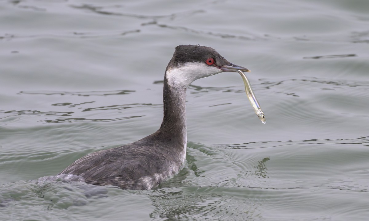 Ohrentaucher - ML646668219