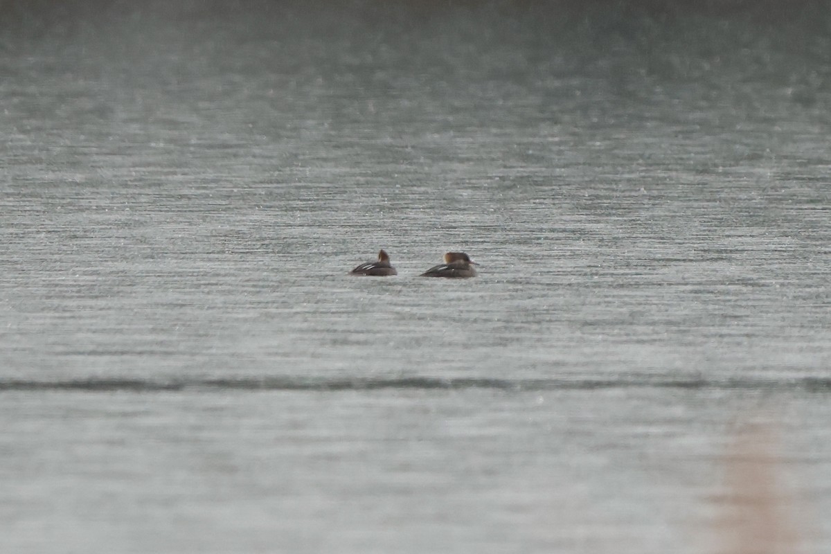 Harle couronné - ML646668220