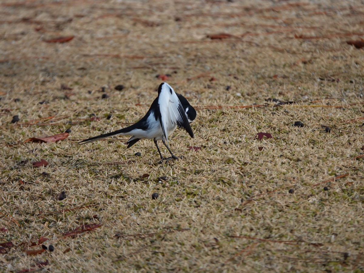 Japanese Wagtail - ML646668223
