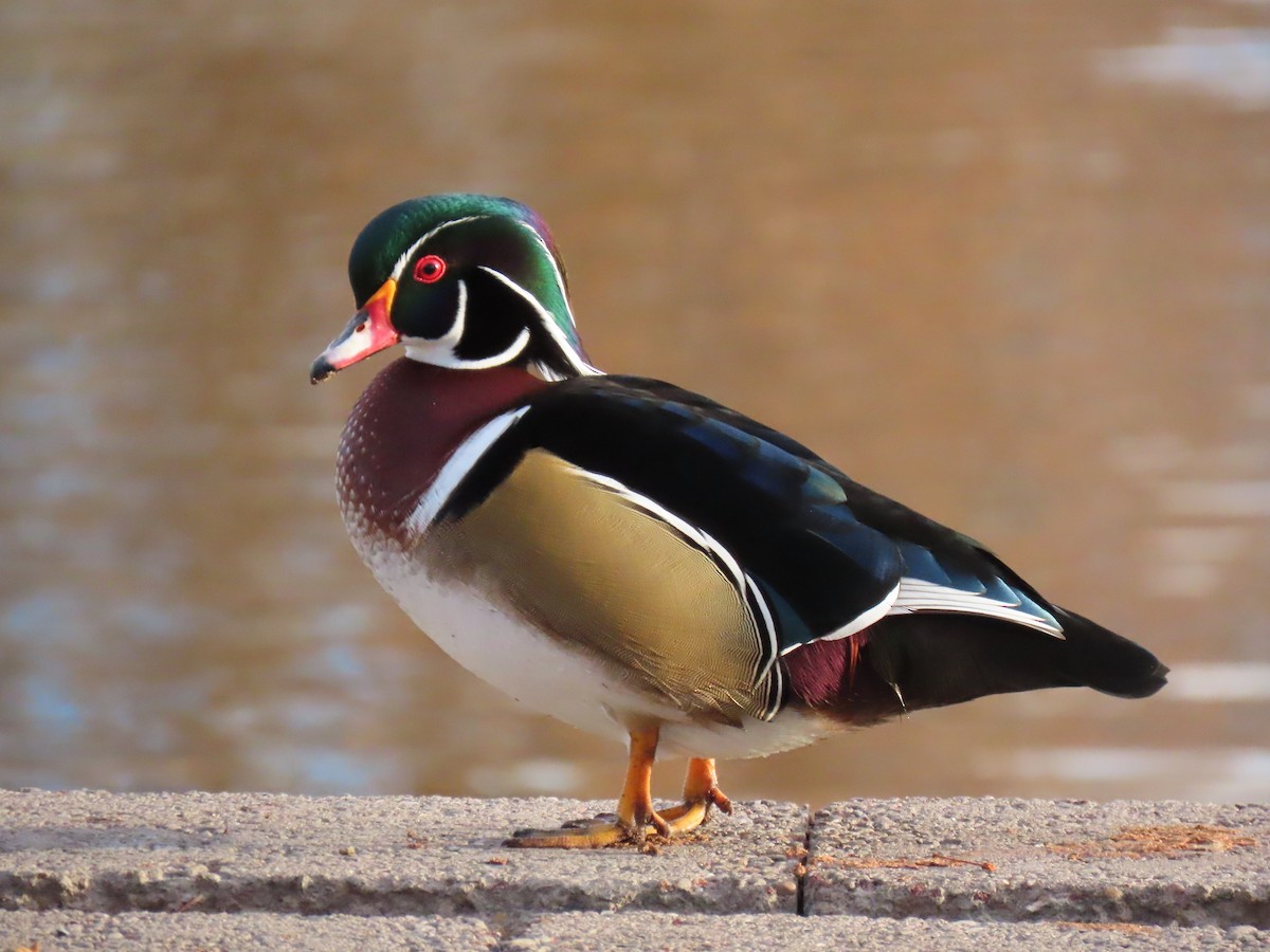 Wood Duck - ML646668224