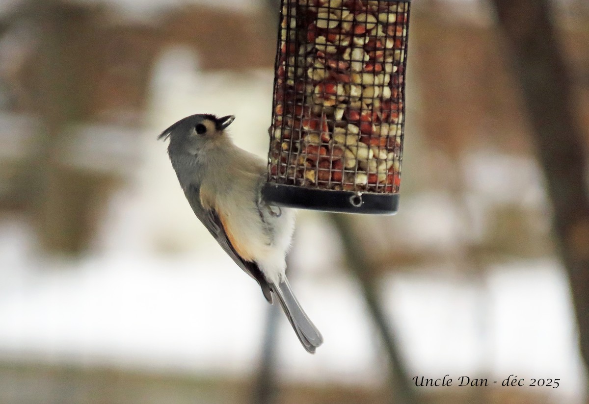 Herrerillo Bicolor - ML646668225