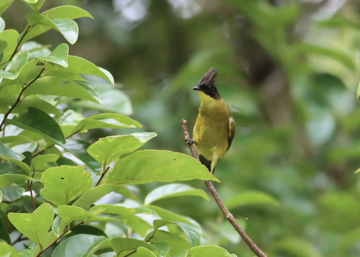 Bornean Bulbul - ML646668226