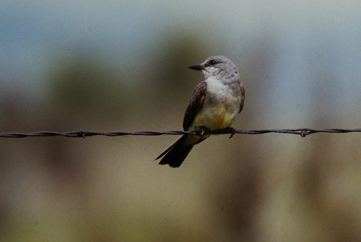Western Kingbird - ML646668228