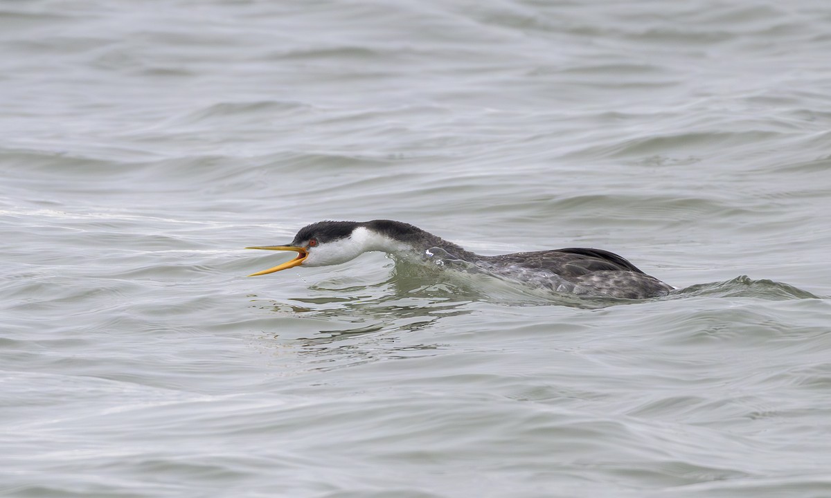 Clarktaucher - ML646668229