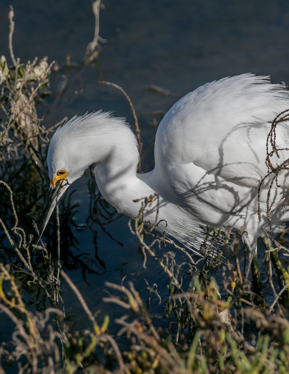Snowy Egret - ML646668230