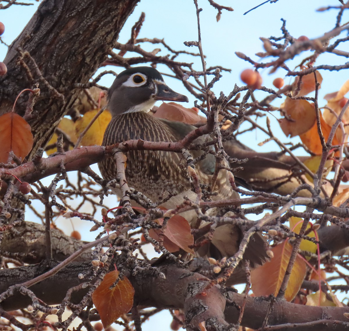 Wood Duck - ML646668231