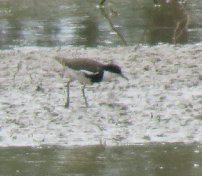 Red-kneed Dotterel - ML646668232