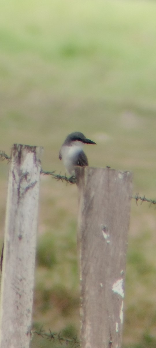 Gray Kingbird - ML646668234