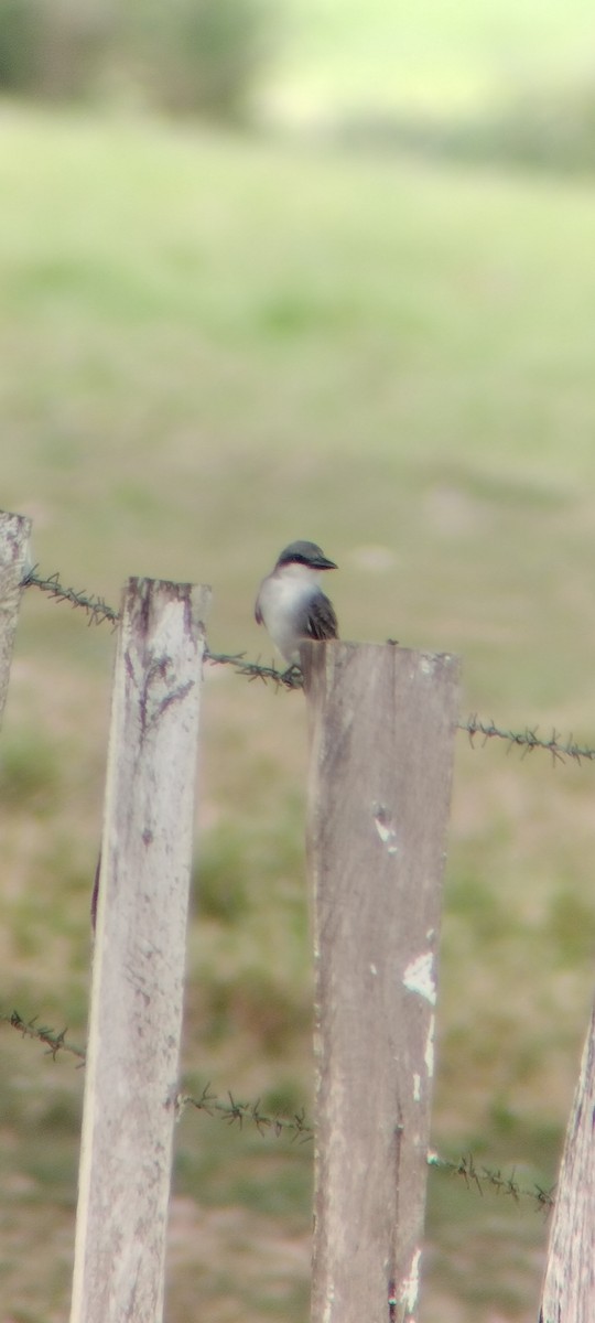 Gray Kingbird - ML646668235