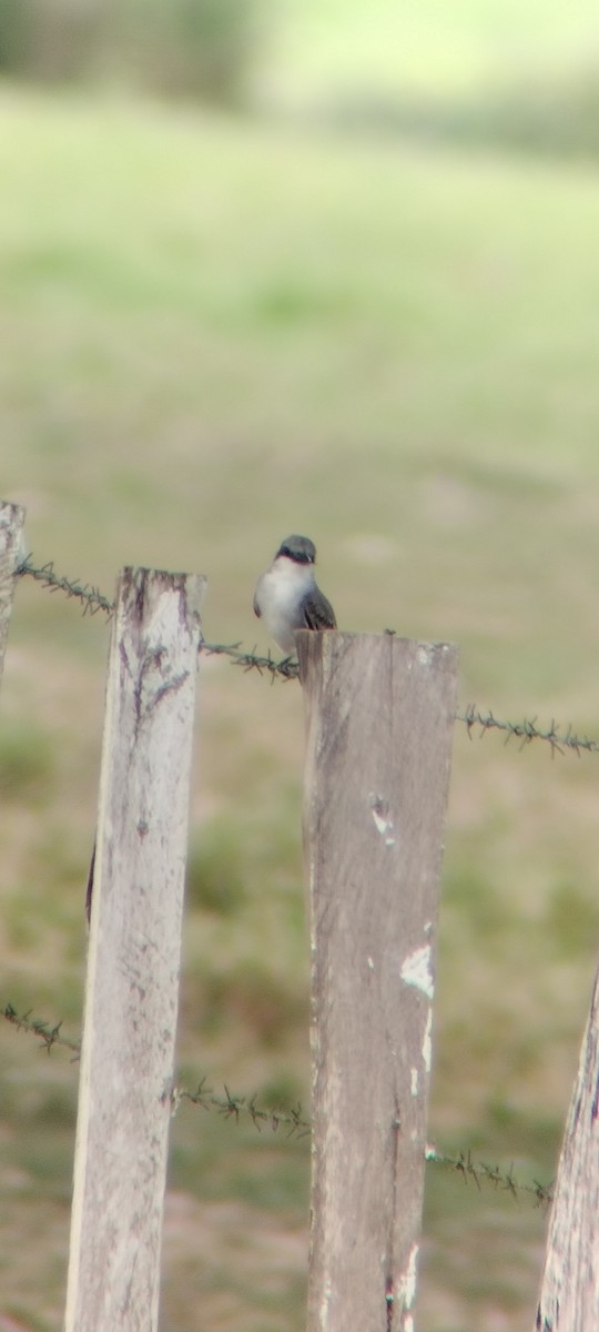 Gray Kingbird - ML646668236