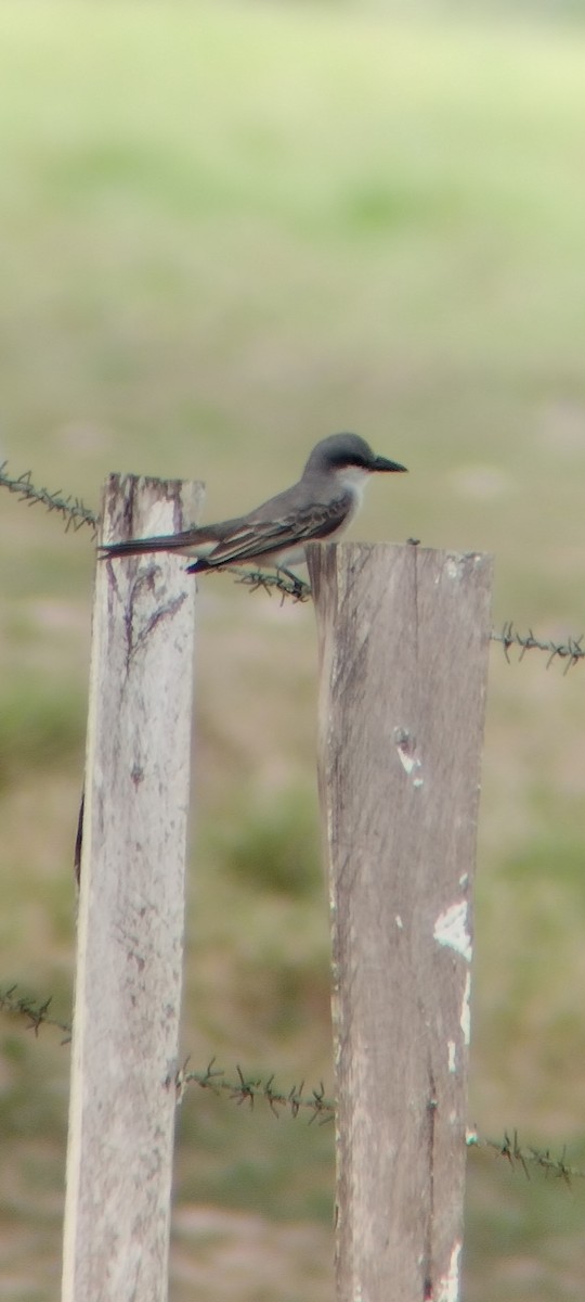 Gray Kingbird - ML646668237