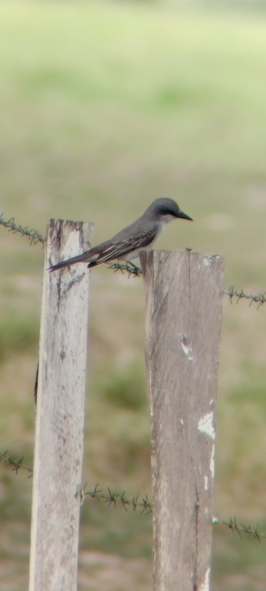 Gray Kingbird - ML646668239