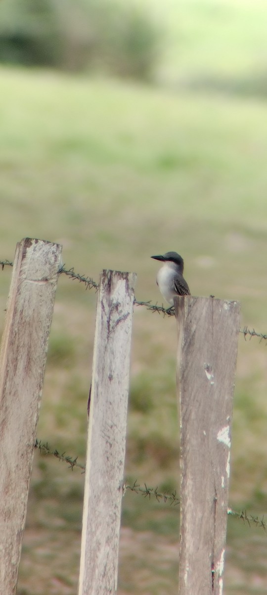 Gray Kingbird - ML646668240