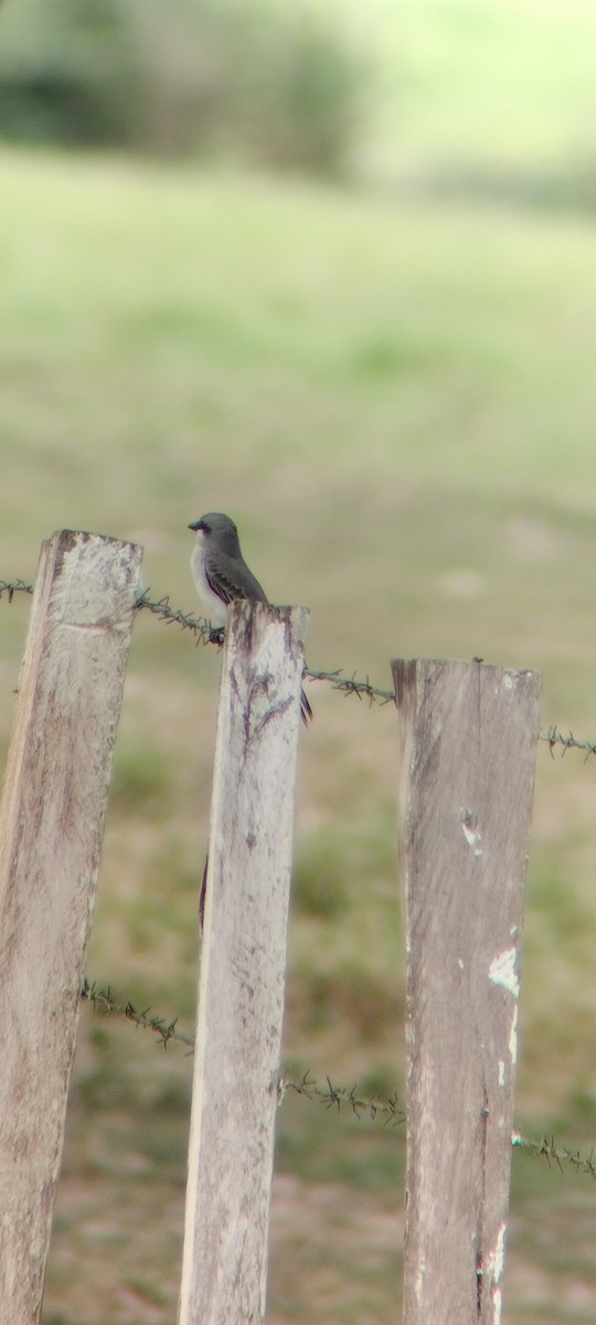 Gray Kingbird - ML646668241