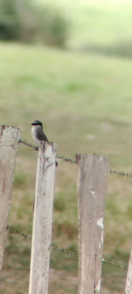 Gray Kingbird - ML646668242