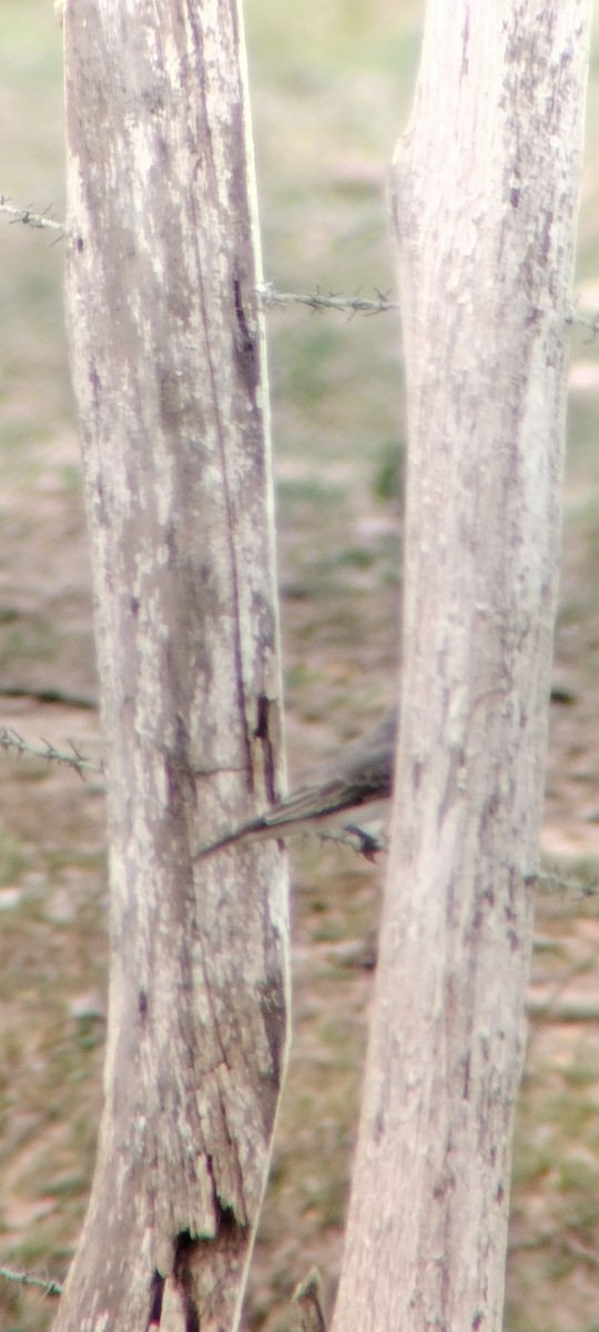 Gray Kingbird - ML646668243