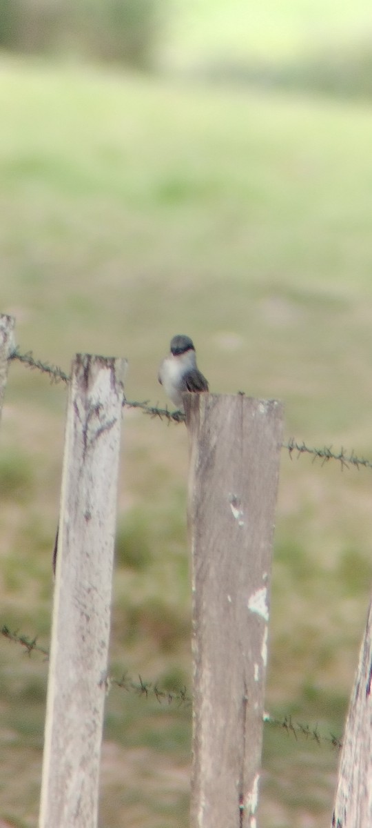 Gray Kingbird - ML646668245