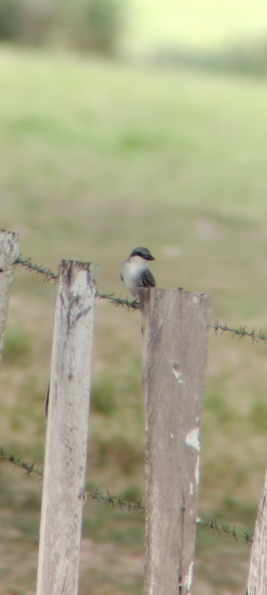 Gray Kingbird - ML646668246