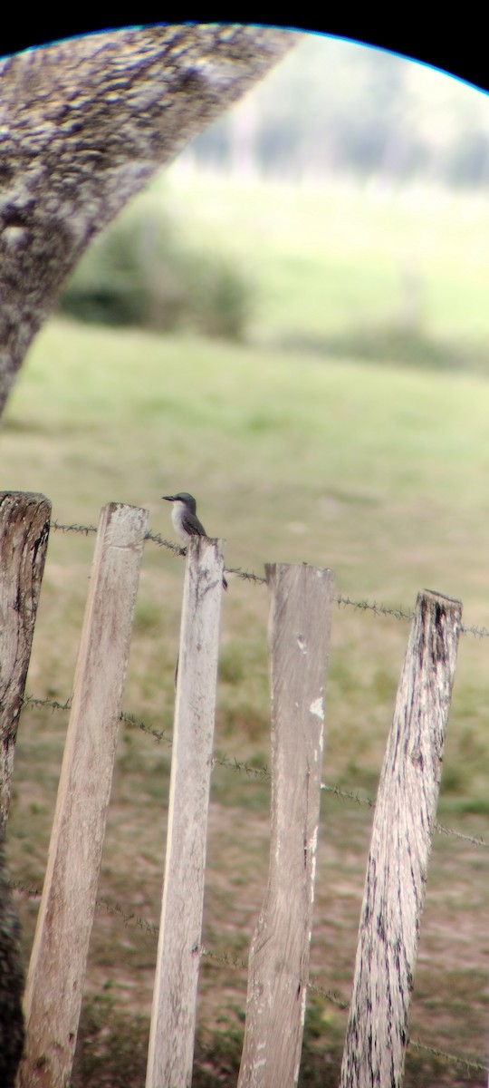 Gray Kingbird - ML646668248