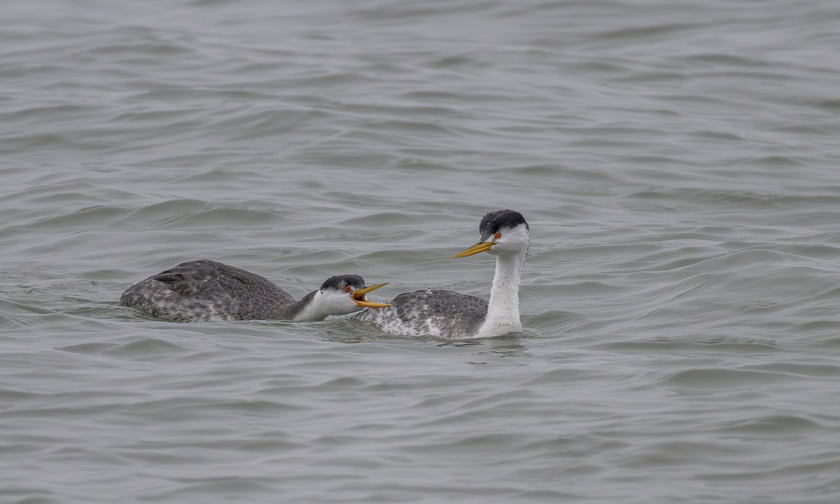 Clarktaucher - ML646668249