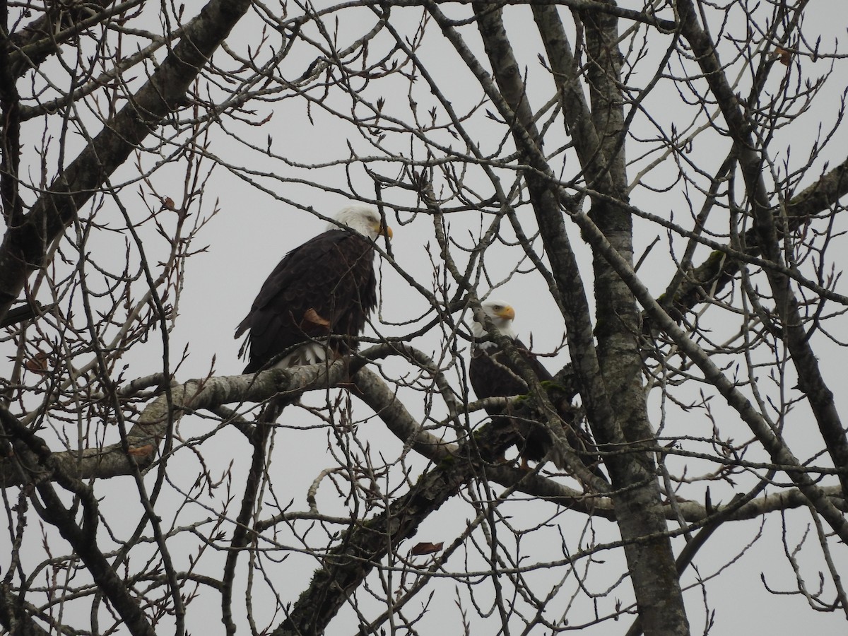 Bald Eagle - ML646668250