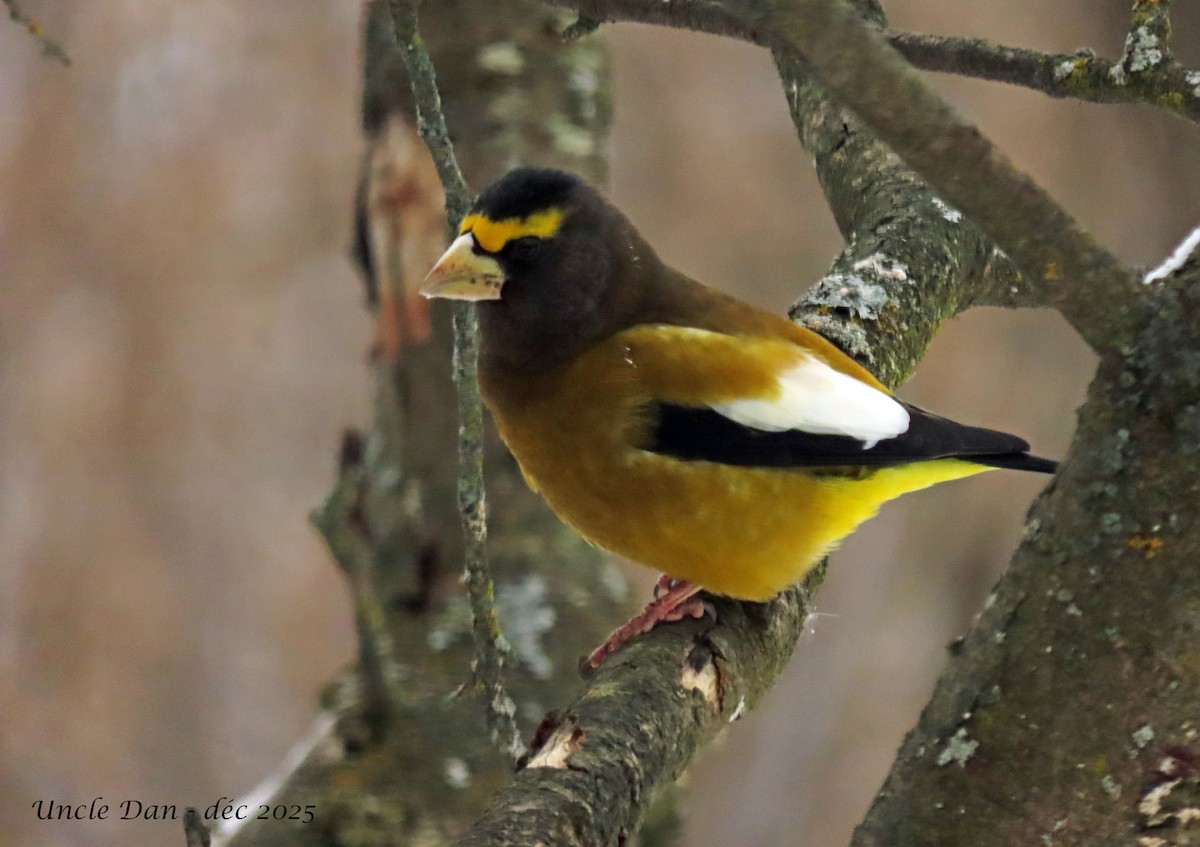 Picogordo Vespertino - ML646668252