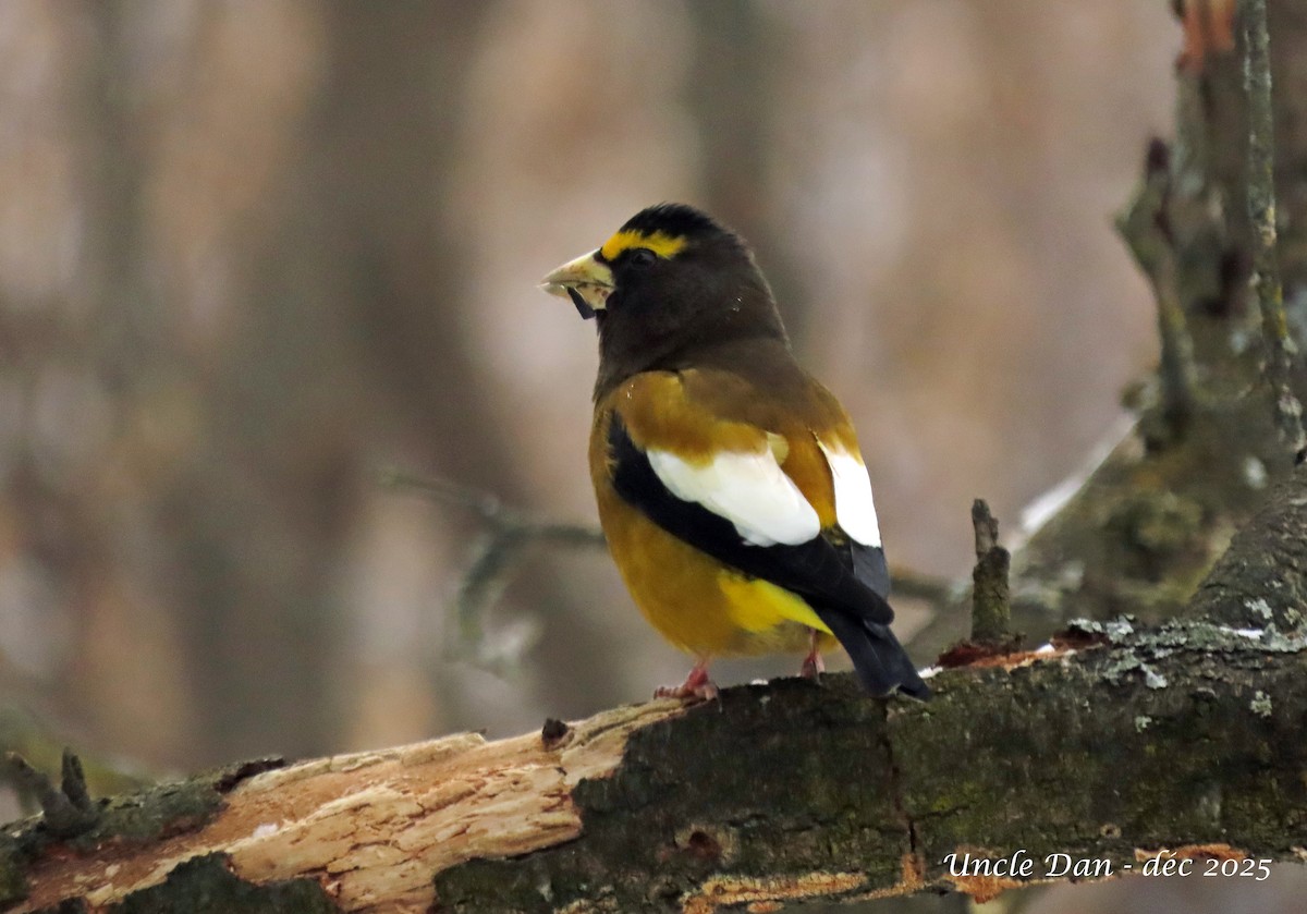 Picogordo Vespertino - ML646668253