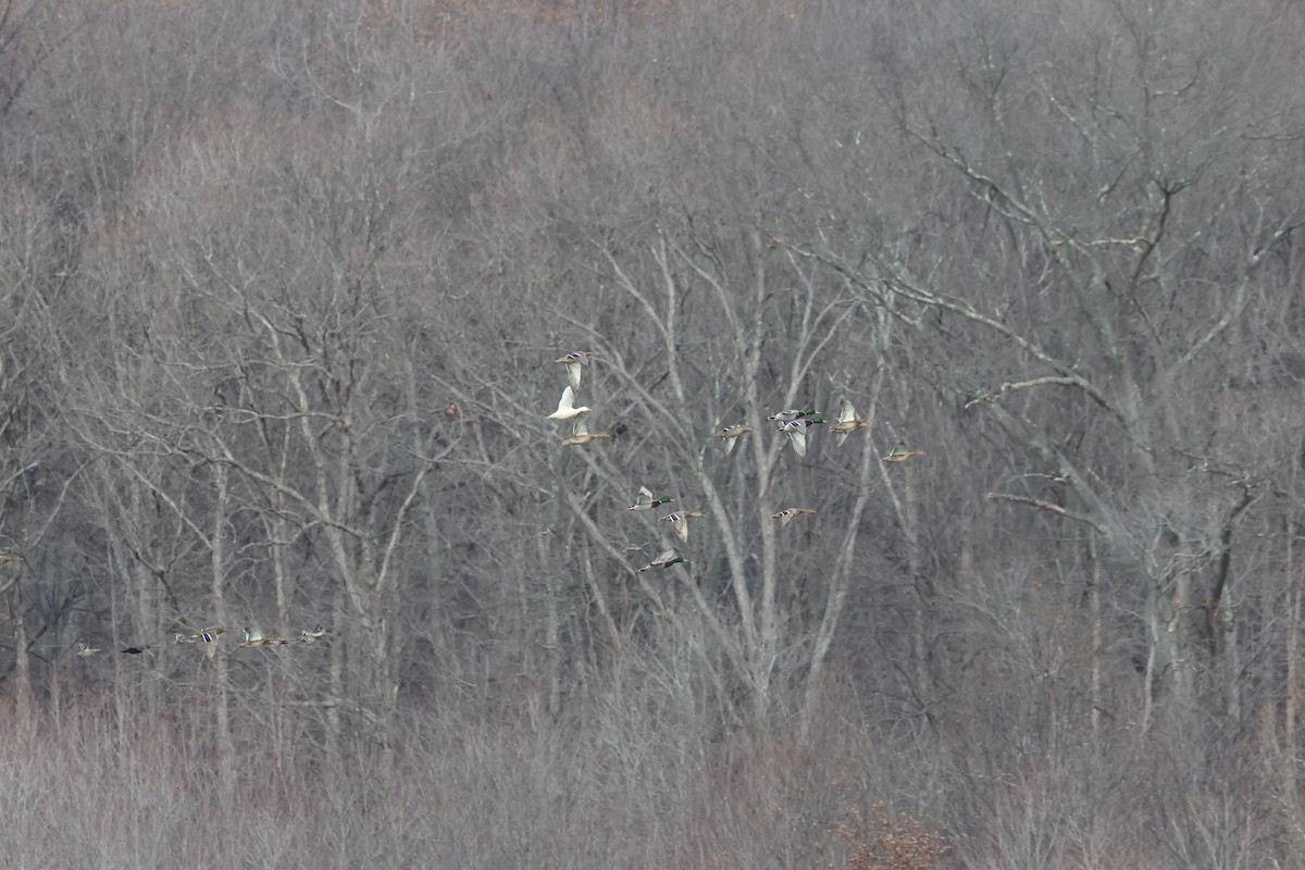 Stockente - ML646668254