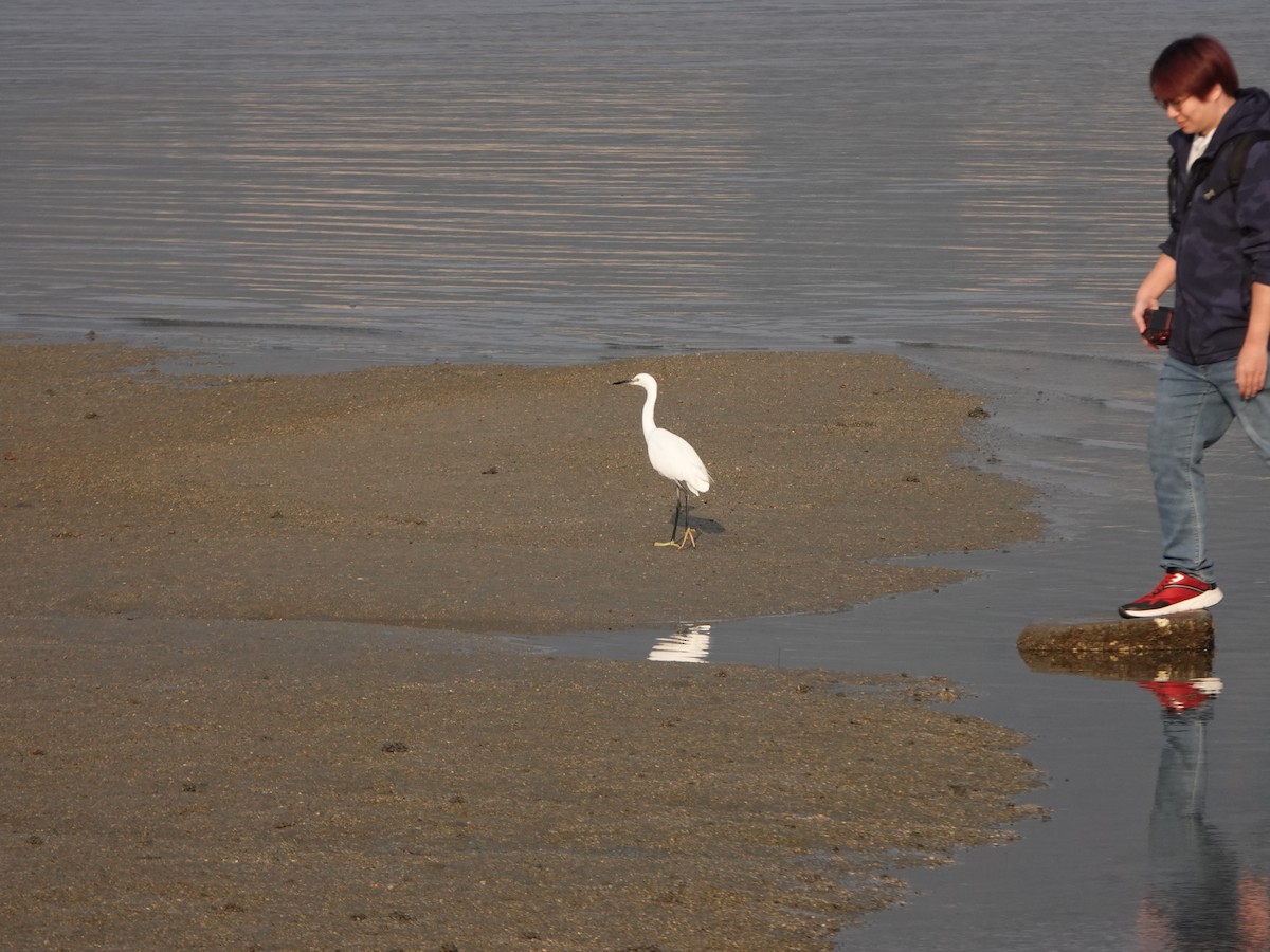 Little Egret - ML646668255