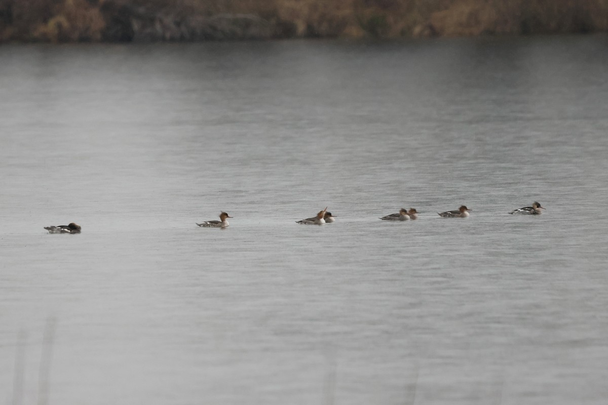 Harle huppé - ML646668256