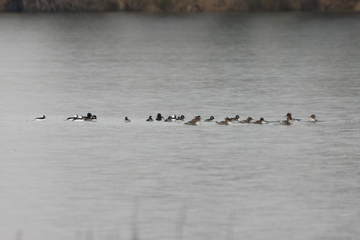 Red-breasted Merganser - ML646668257