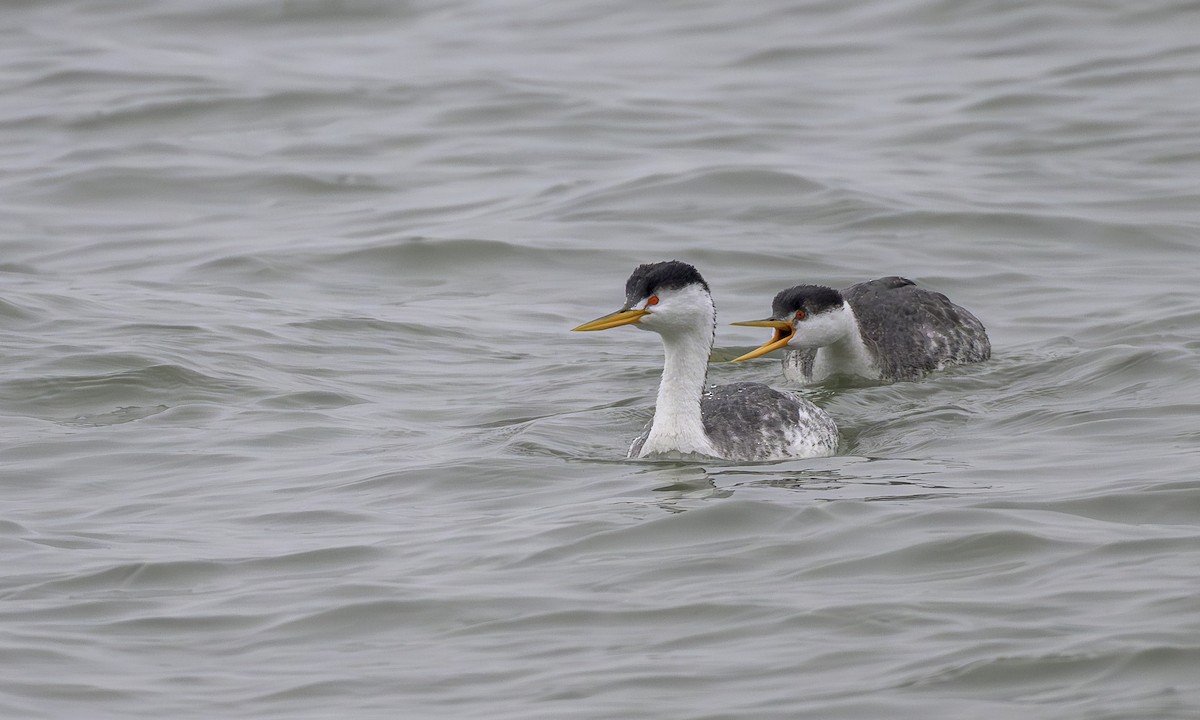 Clarktaucher - ML646668259