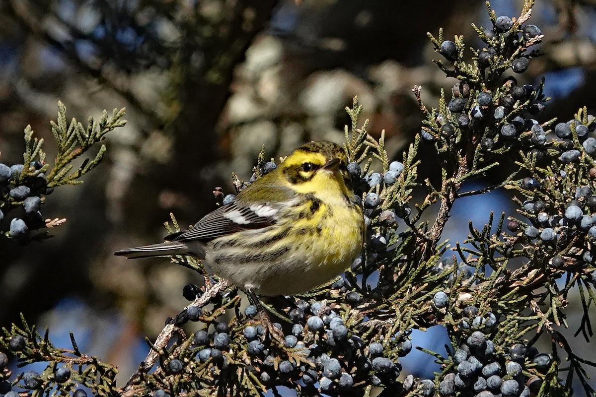 Townsend's Warbler - ML646668260