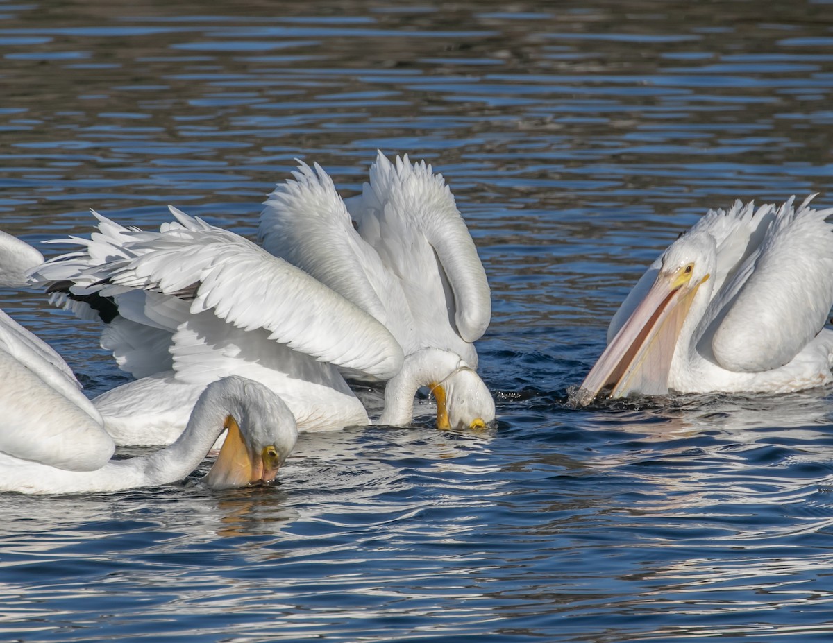 American White Pelican - ML646668263