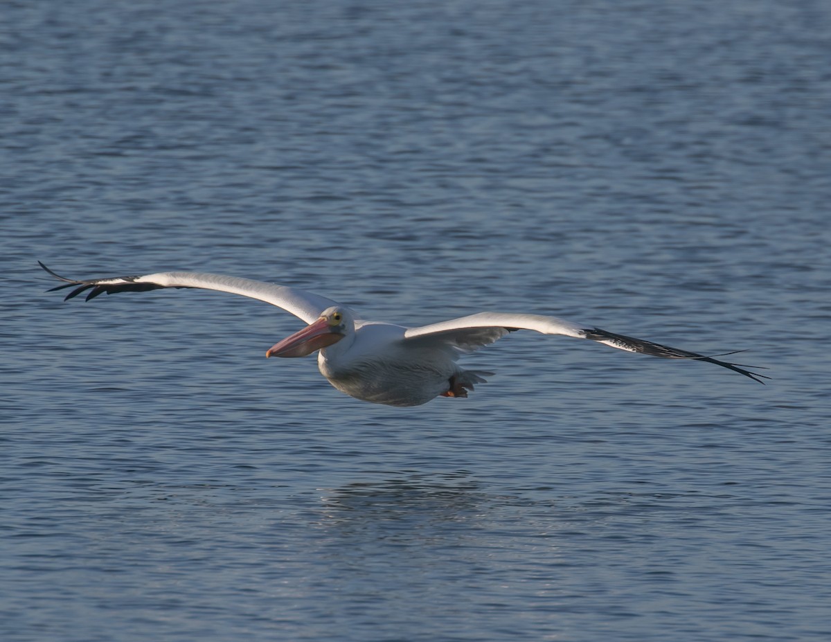 American White Pelican - ML646668265
