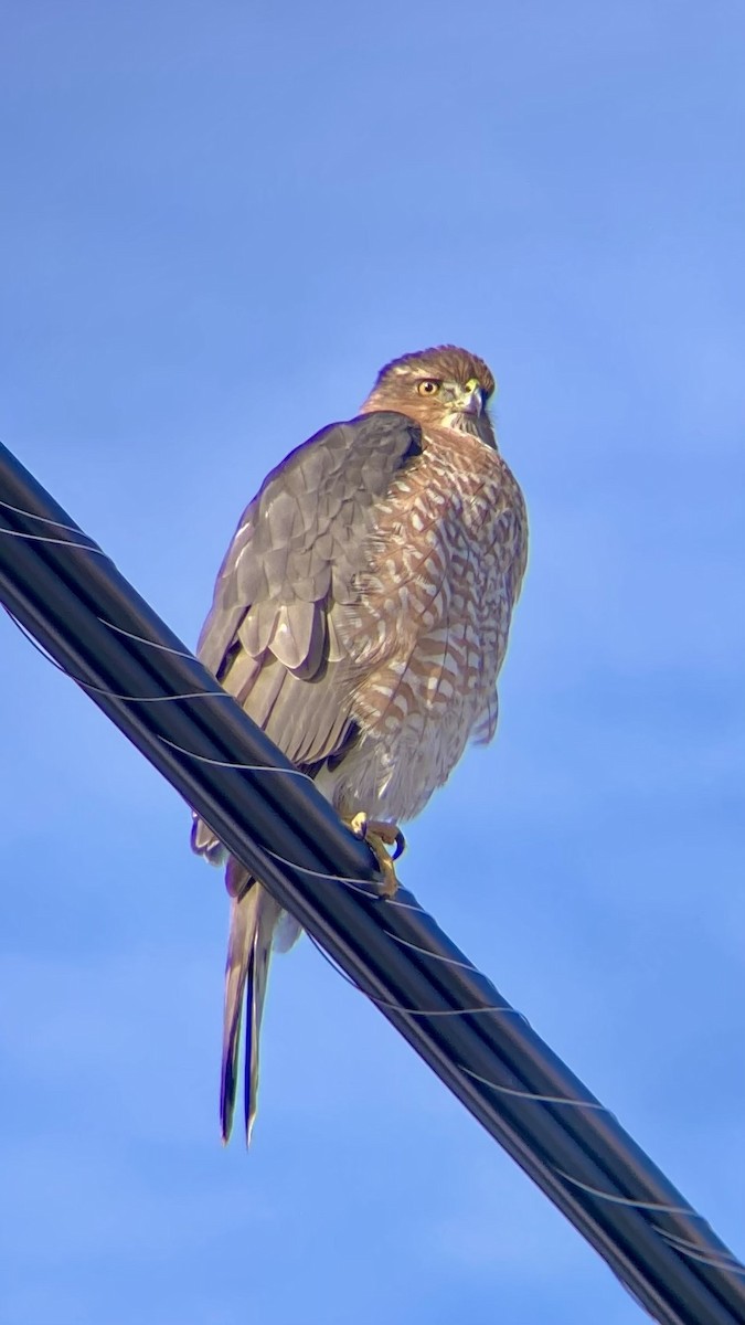 Épervier brun ou É. de Cooper - ML646668266