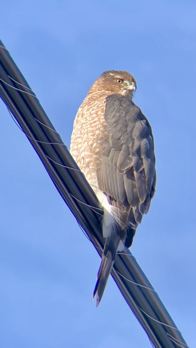 Épervier brun ou É. de Cooper - ML646668267