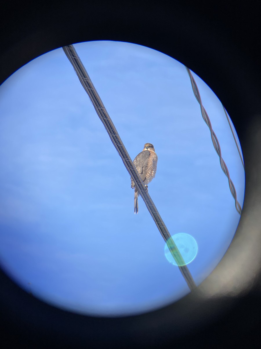 Épervier brun ou É. de Cooper - ML646668268